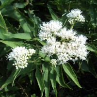 <i>Austroeupatorium inulifolium</i>  (Kunth) R.M.King & H.Rob.